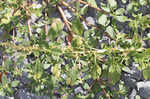 Purple amaranth